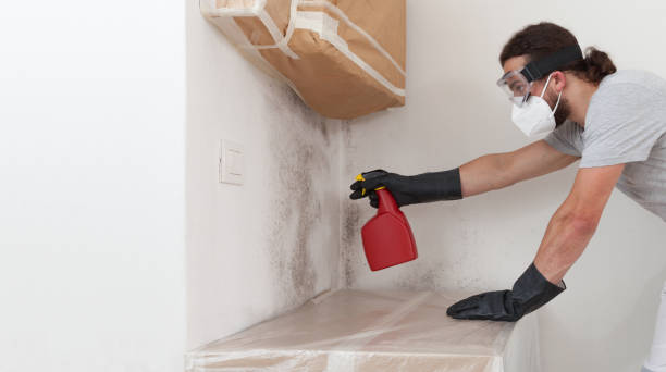 Professional Black Mold Remediation technician working in Perry Hall, MD