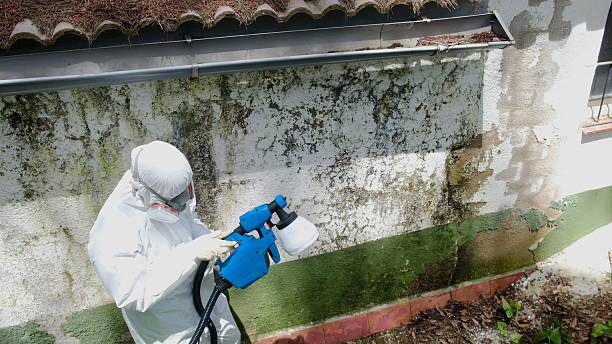 Top rated local Black Mold Remediation specialists in Perry Hall, MD